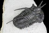 Devil Horned Cyphaspis Walteri Trilobite - #84566-4